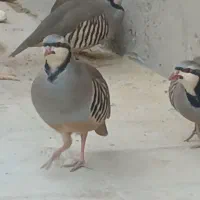 بلدرچین اهلی