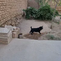 سگ پاکوتاه|سگ|اسحاق آباد, |دیوار