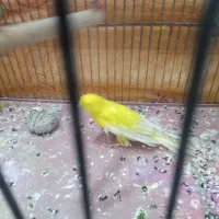 باسلام یک عدد قناری ماده طلایی آماده کار