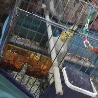عروس هلندی