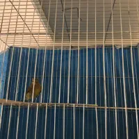 قناری نر بخون|پرنده|شاهین‌شهر, مسکن مهر|دیوار