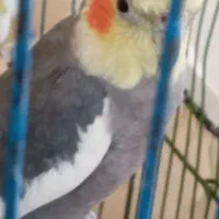 عروس هلندی قشنگ|پرنده|گلستان (تهران), |دیوار