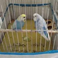 مرغ عشق مولد