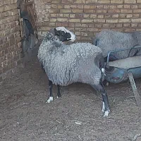 میش رومانف اصل