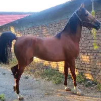 اسب مادیان ۳ سال