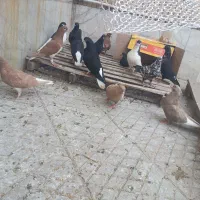 کبوتر