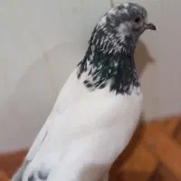 ماده تهرانی|پرنده|چگنی, |دیوار