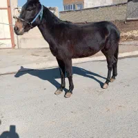 قاطر از 130تا 140باری سواری ارام