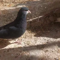 فروش کفتر|پرنده|سپیدان, |دیوار