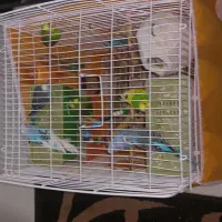 ۴ جفت مرغ عشق و یک عدد فنچ|پرنده|بوشهر, |دیوار