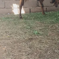 شیش عدد بز آبستن سنگین