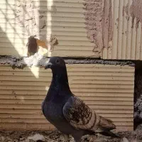 پشت تاووسی آلمانی