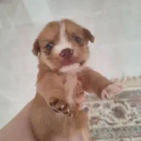 واگذاری پت|سگ|رشت, فلسطین|دیوار