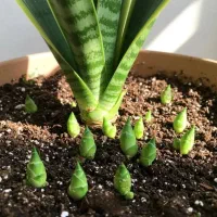 قرص کود ارگانیک