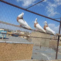 سه تا طوقی زرد پرتقال تامسون