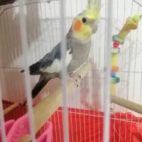 عروس هلندی سخنگو|پرنده|سمنان, |دیوار