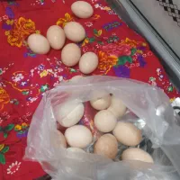 تخم نطفه دار برهما ریش دار و تخم ابریشمی