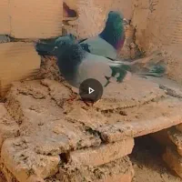 کبوتر