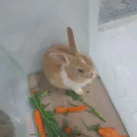 خرگوش کوچواو ناز