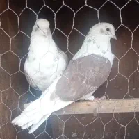 کفتر|پرنده|کرج, حسن آباد|دیوار