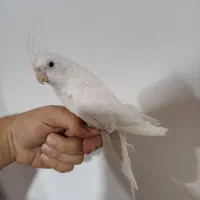 عروس هلندی نر آلبینو|پرنده|کنارک, |دیوار