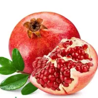 پیش فروش نهال انار خزربردکسن لیبل دار|خدمات باغبانی و درختکاری|باینگان, |دیوار