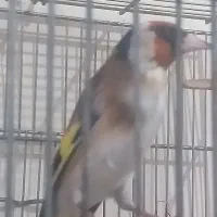 سهره نهاوند نر جوجه قفس