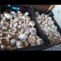 سیر|خوردنی و آشامیدنی|سبزوار, مدرس|دیوار