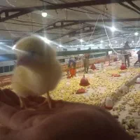 جوجه گوشتی درجه یک راست تظمینی  به شرط (308