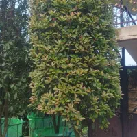 گلدان فلزی