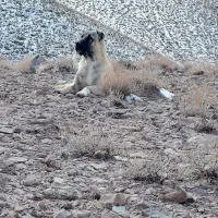 طوله ده ماهه کانگال اصیل