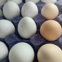 تخم مرغ