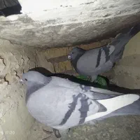 پلاکی|پرنده|لردگان, |دیوار