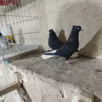 نروماده زاغ دم سفید الشتر|پرنده|خرم‌آباد, |دیوار