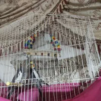 عروس هلندی|پرنده|جوادآباد, |دیوار