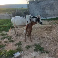 گاو‌|حیوانات مزرعه|ایذه, |دیوار