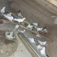 کبوتر مناسب نسل کشی|پرنده|آذرشهر, |دیوار