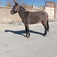 فروش ۱۰راس قاطر به صورت تکی عمده|حیوانات مزرعه|لاران, |دیوار