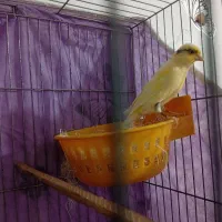 سه تا قناری ماده اماده اماده فروش فوری تا فردا|پرنده|سبزوار, توحیدشهر|دیوار