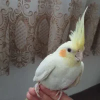 سخنگو واهلی