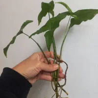 همه قلمه هاباهم فقط۱۰۰|حراج|مشهد, شهرک امام هادی (شهرک غرب)|دیوار