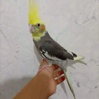 عروس هلندی دستی رام رام|پرنده|قزوین, |دیوار