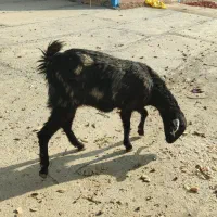 بز دوقلو زا نژاد دار یکماه ابستن|حیوانات مزرعه|ایلام, |دیوار