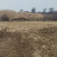 زمین-برنج-کاری