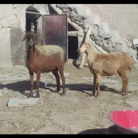 میش و بره شیره دار