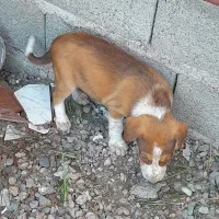 سگ نرگله پجه درشت|سگ|کوچصفهان, |دیوار