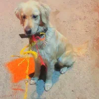 سگ دنبلانی ماده