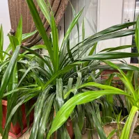 ۴عدد گل و گلدان سایز بزرگ خمینی شهر