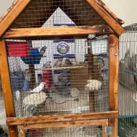 عروس طوطی و فنج بهمراه قفس|پرنده|قزوین, |دیوار