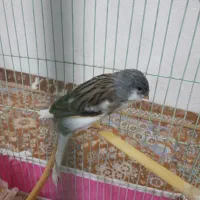 قناری|پرنده|میناب, |دیوار